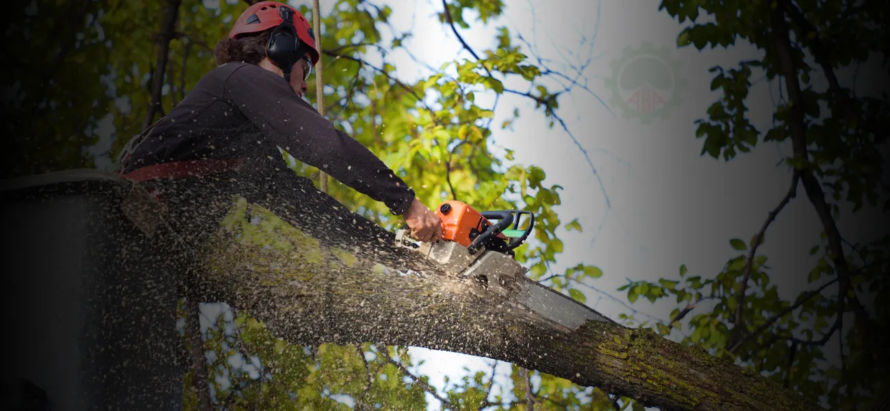 Arborista profissional executando poda em árvore de grande porte