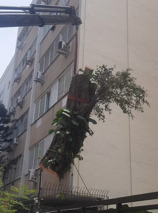Corte e Remoção